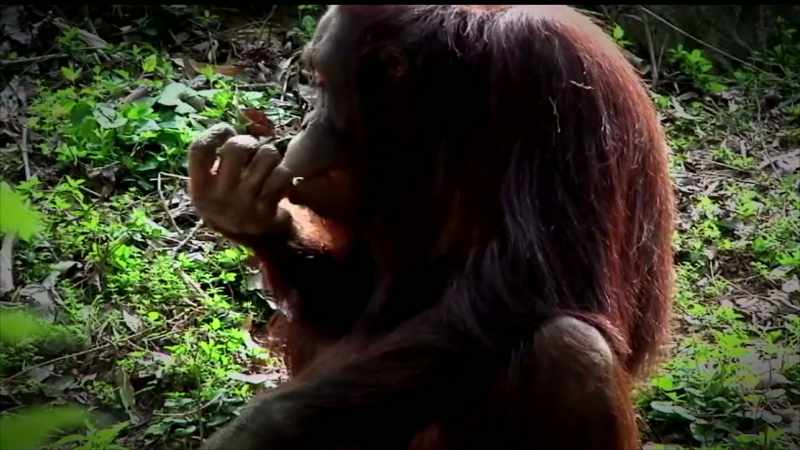 I DO KNOW THERE IS A PRIMATE CONSERVATORY