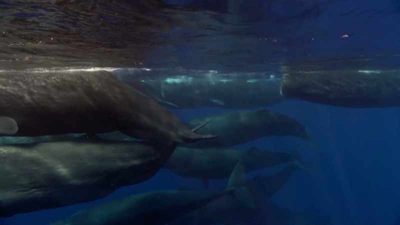 I estimated that we saw about 300 sperm whales