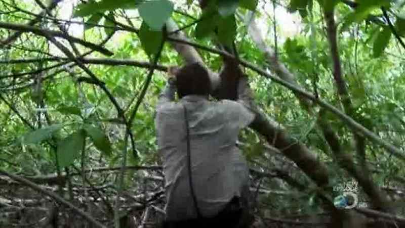 EVENTUALLY, THE MANGROVE STARTS TO THIN OUT
