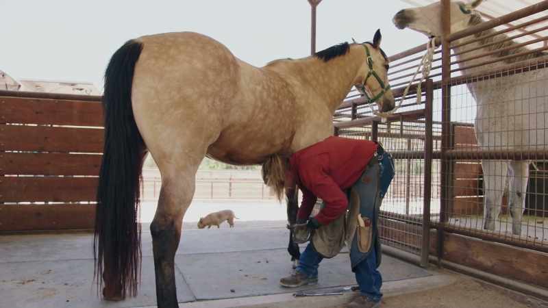 I feel like I work for the animal first and the owner second
