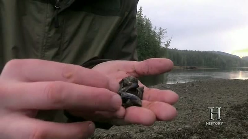 I found some mussels