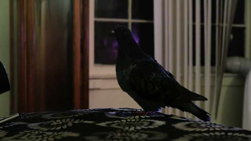 I get tired of talkin' to pigeons