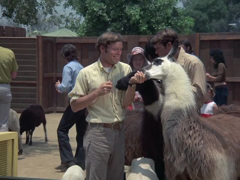 [Goats Bleating]