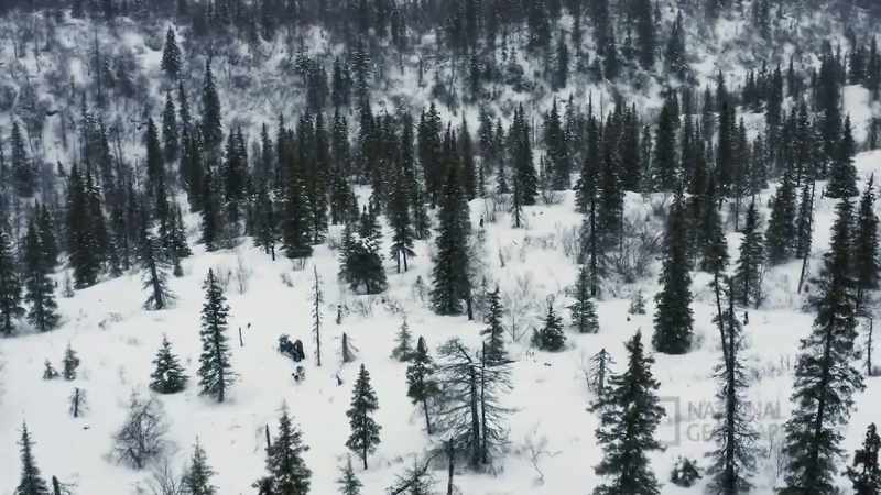 I got a couple, uh, good standing dead trees back here