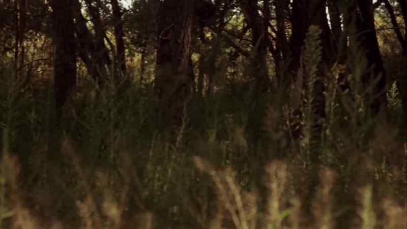 I grew to love the forest