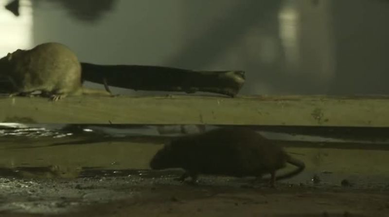 I hate rats