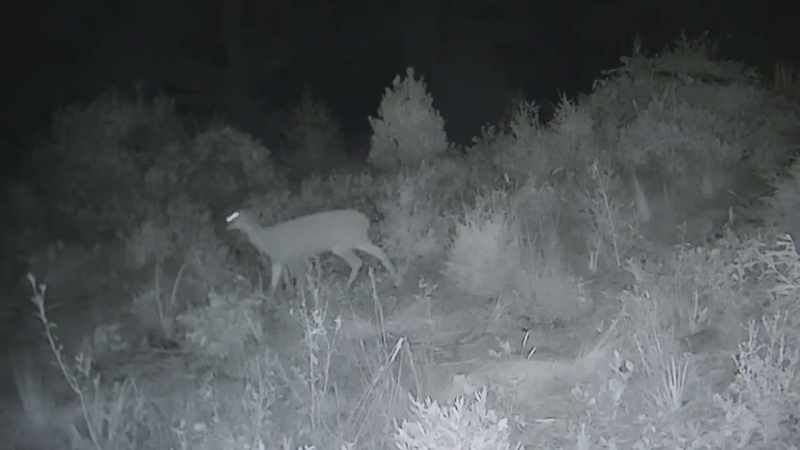 I have never seen a deer move so quick