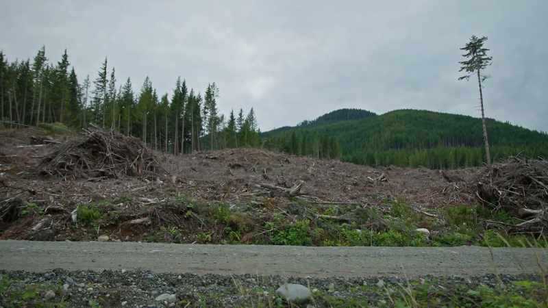 I was here when it was logged