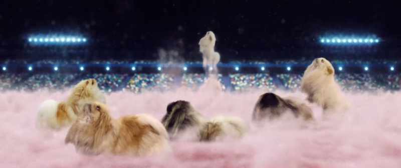 I was here to say goodbye to the fluffy puppies