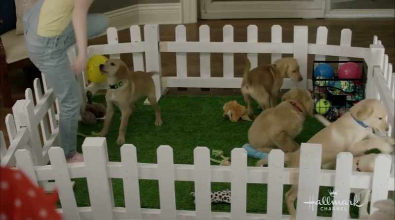 I hope there's never another puppy party ever
