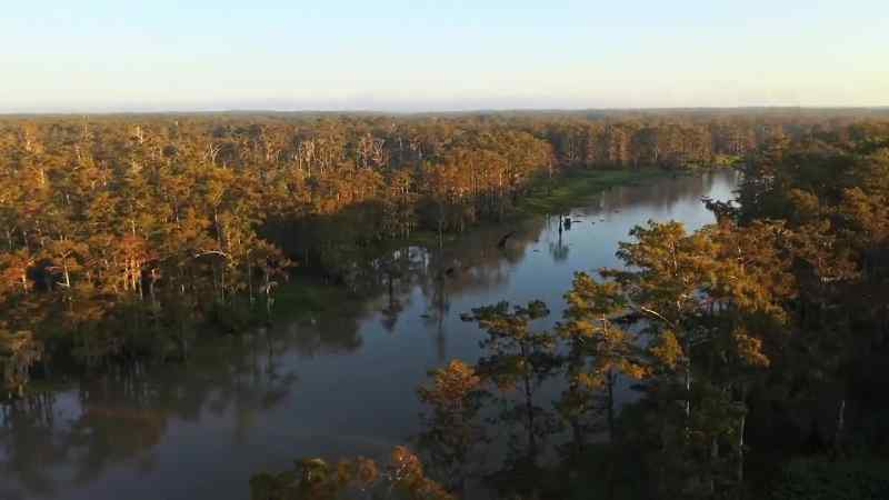 In bayou sorrel