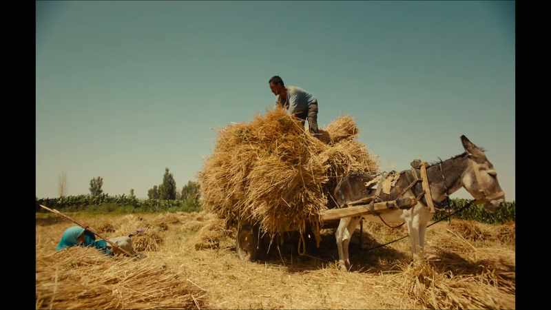 I keep a donkey because it can pull the cart