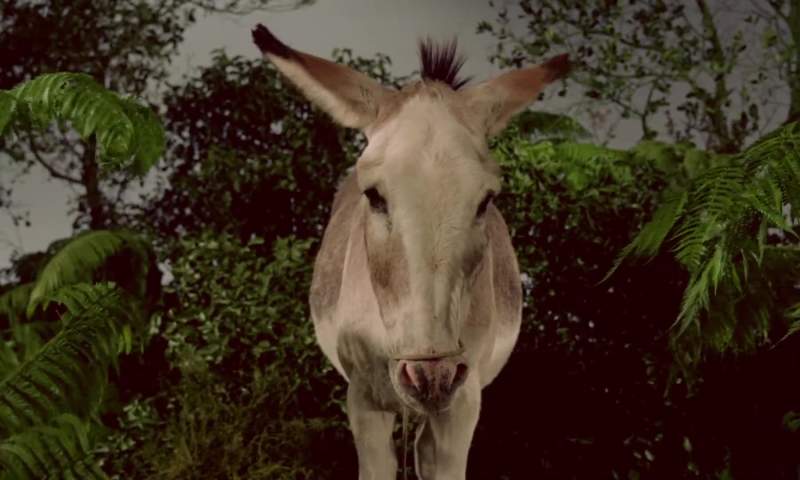 I knew a young donkey once who corrected all his faults