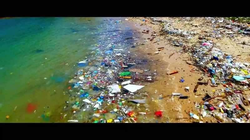 I knew that dolphins and whales were dying accidentally from plastic