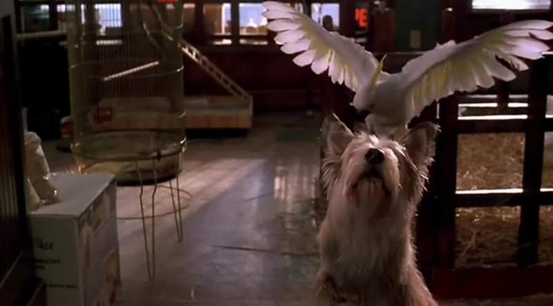I know it's a dog