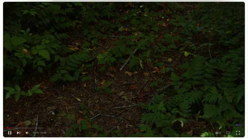 I learned black bears will stomp back and forth on the forest floor