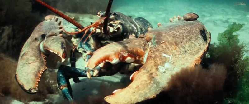 I look up, there's a lobster