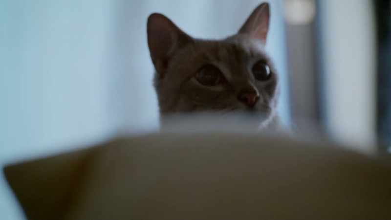 I love cats, particularly house cats