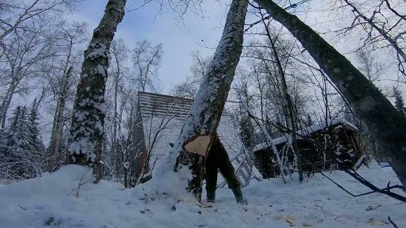 I love the tree, I respect the tree