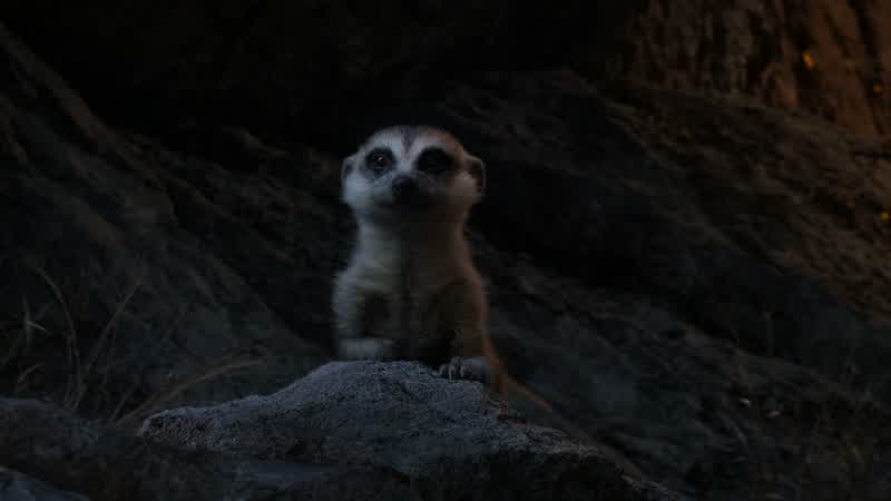 I may run from hyenasbut I will always fight a bully