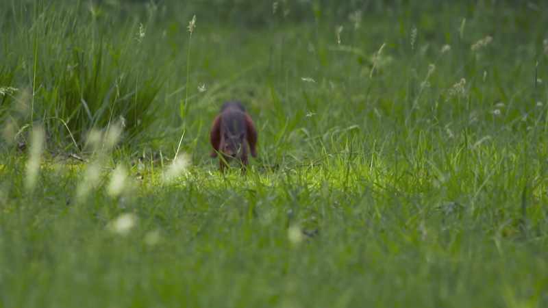 I mean, just look at this poor, regular, ground-squirrel idiot run