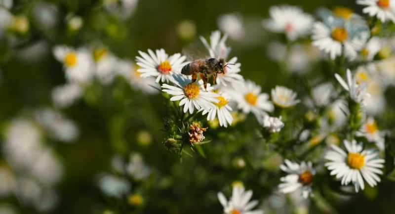 I mean, we know bees are the right thing
