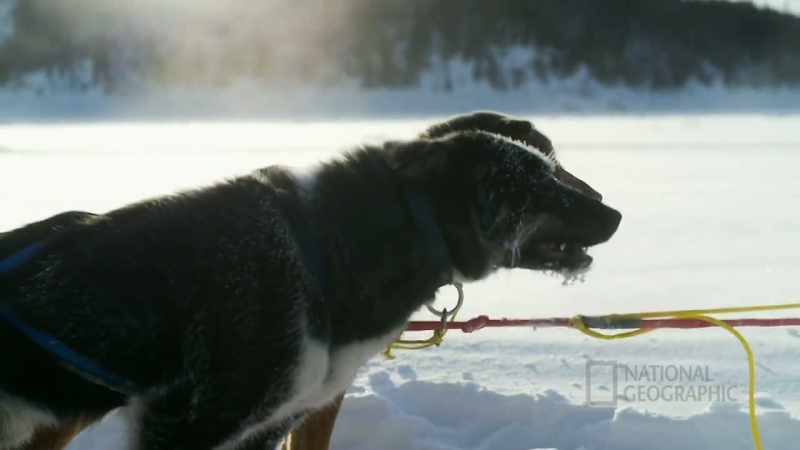 I mean, that machine could fail, but these dogs