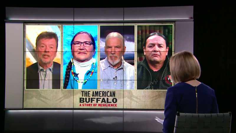 I mean, the buffalo is, you know, from
