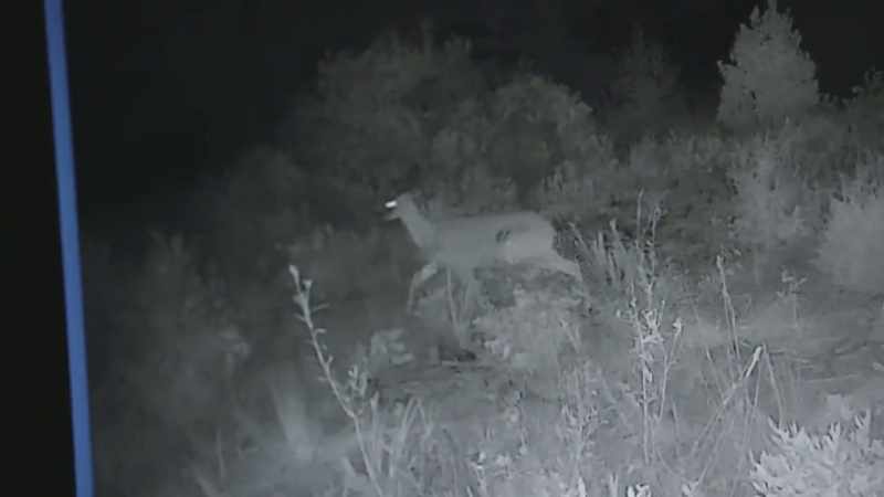 I mean, the way this deer is moving