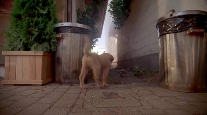 I might need a pooper scooper
