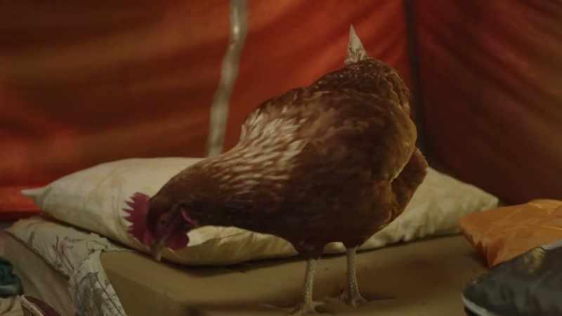 I named it. It's my emotional support chicken now