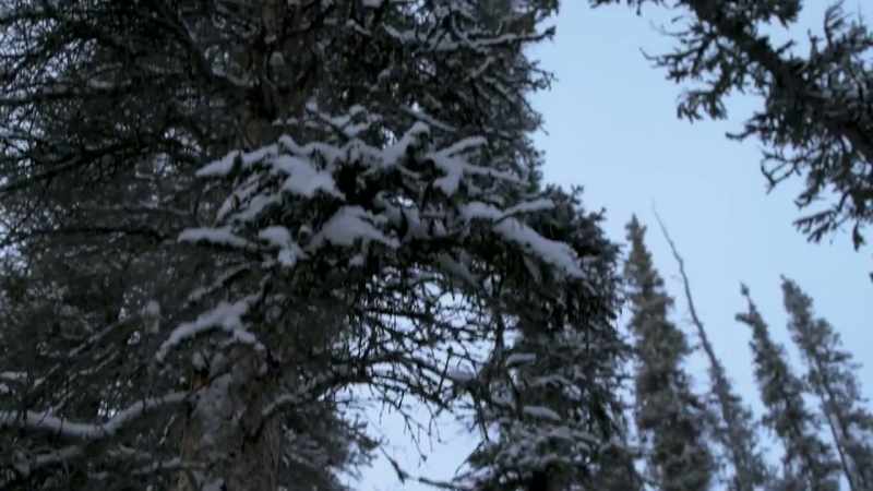I need to get warmed up, and I think this big tree here