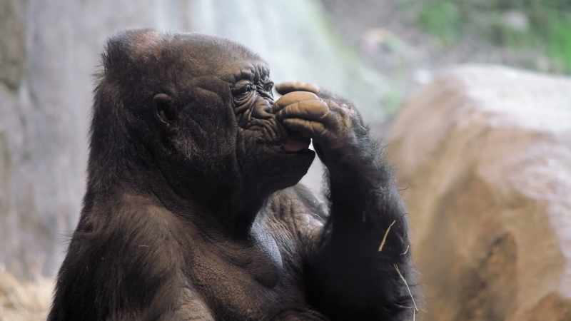�� I picked your nose after eating a bee ♪