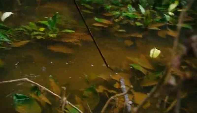 PIRANHAS ARE TASTY