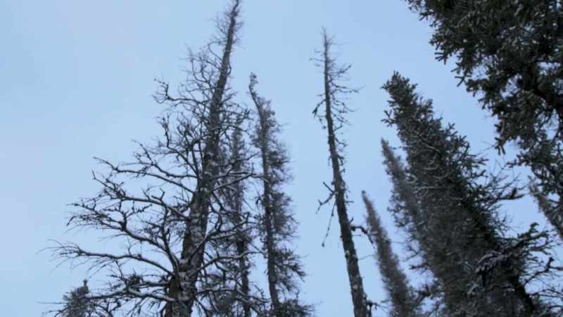 I play into which way the tree is leaning