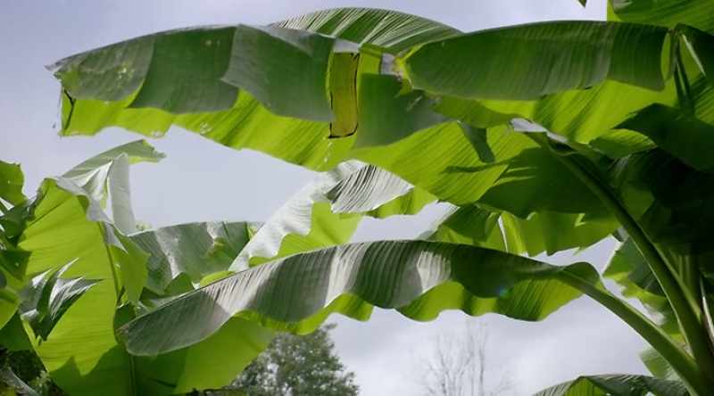 I really want banana trees in our backyard