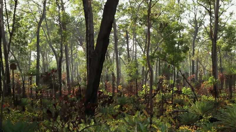 I remember being in the bush, wandering around with my father