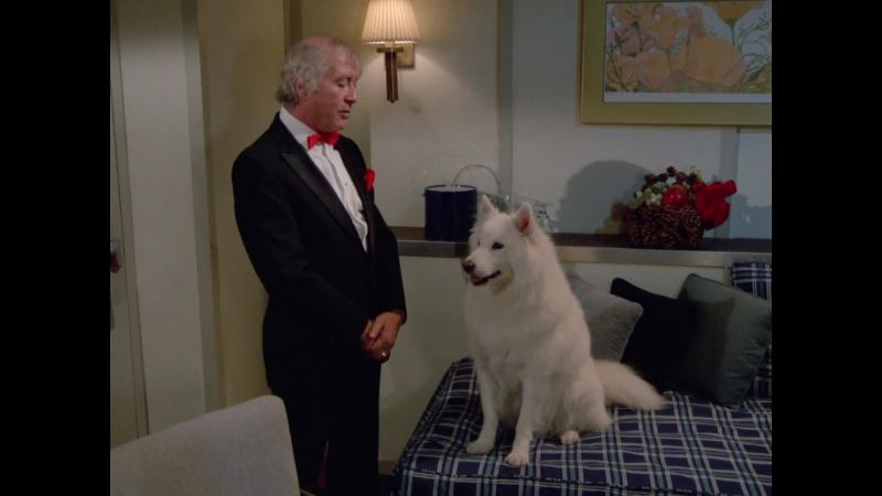 I was right. You are a dog
