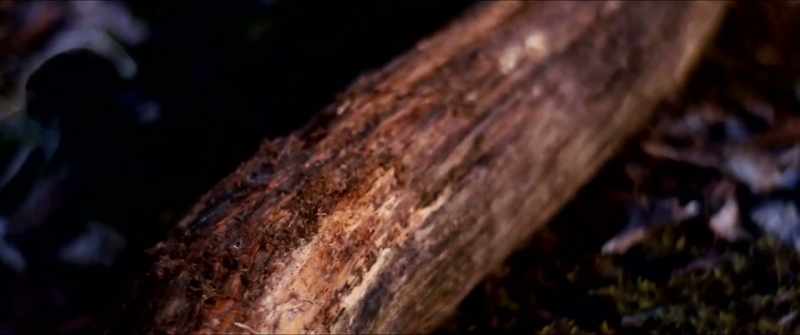 I rolled this big log over