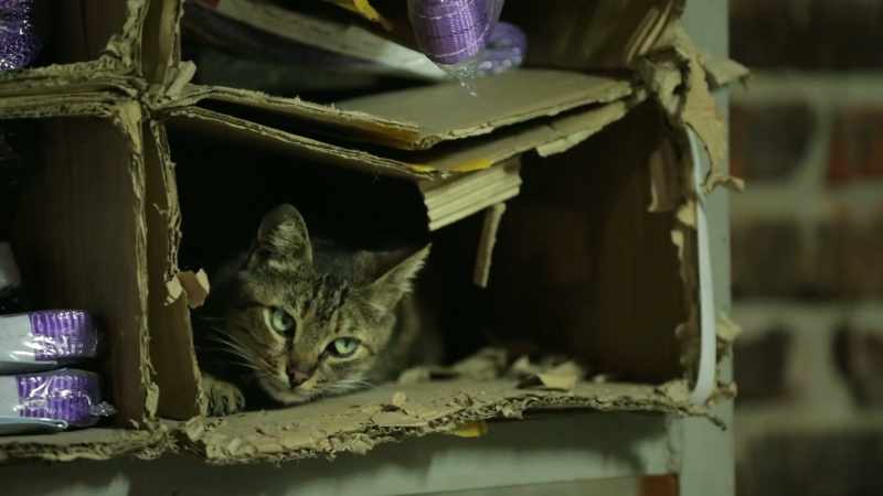 I’ve heard they'd always keep a cat on board a ship