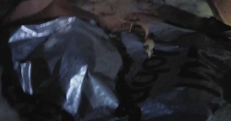I see a little tiny dead mouse