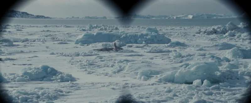 I see 'em What are they Leopard seals