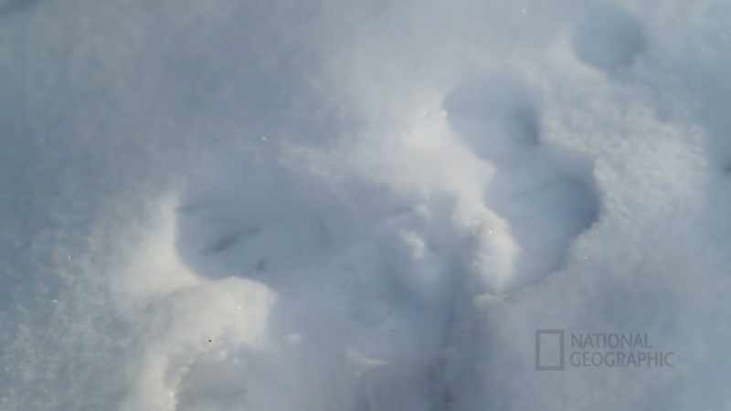 I see fox and, uh, marten tracks