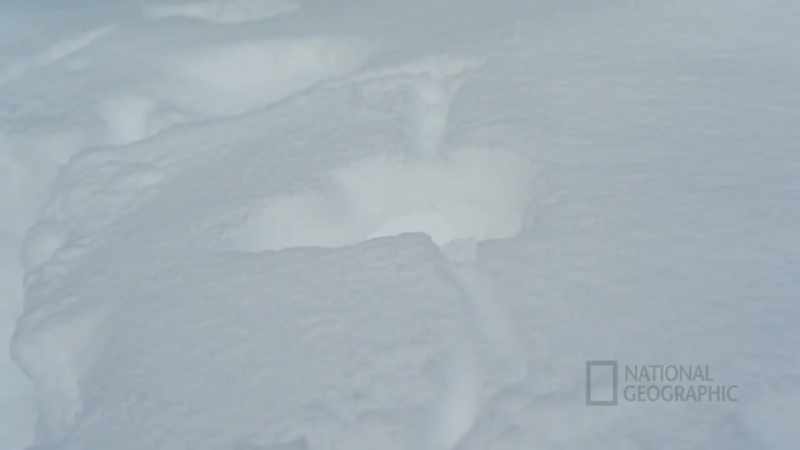 I see fresh tracks right here