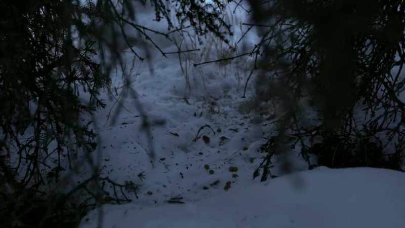 I see where he'd been eating spruce cones