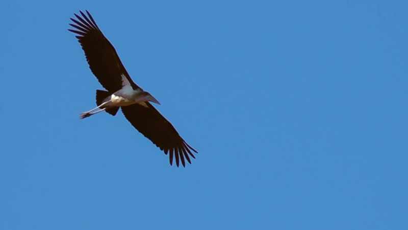 I soar through the air with my big beak!