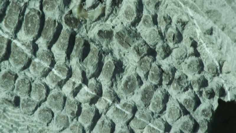 i-still-collect-fossils