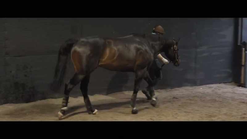 I think he's covering three mares a day