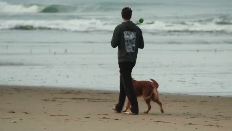 I think humans love animals
