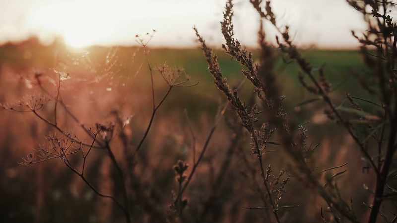 I think mindfulness is bigger than insight